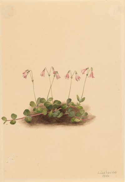 Amerikkalainen kaksoiskukka (Linnaea borealis americana) tekijältä Mary Vaux Walcott