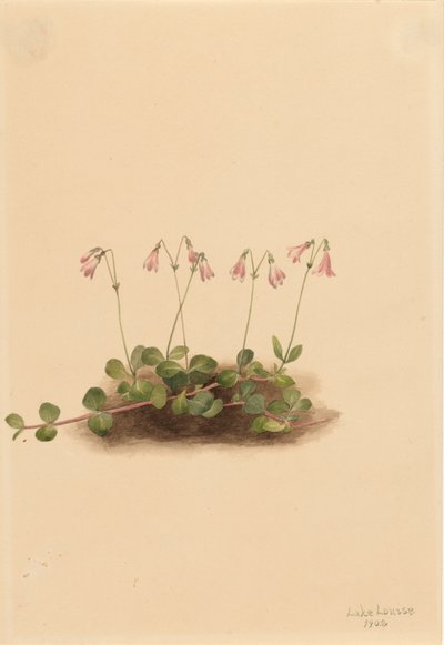Amerikkalainen kaksoskukka Linnaea borealis americana, 1902. tekijältä Mary Vaux Walcott