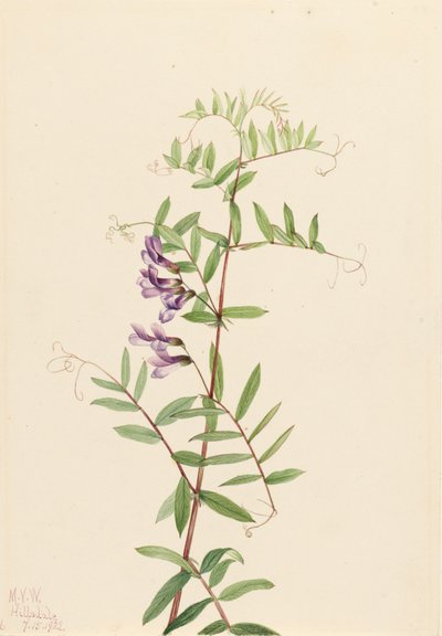 American Vetch Vicia americana, 1922. tekijältä Mary Vaux Walcott