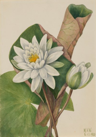 Amerikkalainen vesililja (Castalia odorata) tekijältä Mary Vaux Walcott