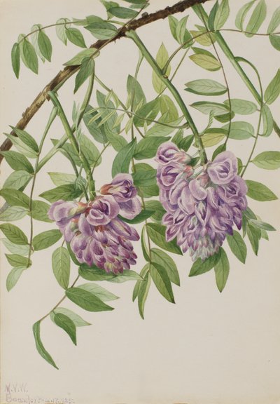 Amerikkalainen Wisteria Kraunhia frutescens, 1925. tekijältä Mary Vaux Walcott