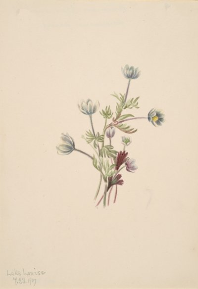Anemone Anemone drummondii, 1907. tekijältä Mary Vaux Walcott