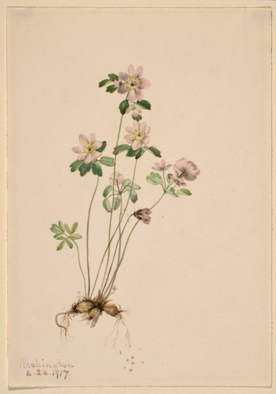 Anemonella (Syndesmon thalictroides) tekijältä Mary Vaux Walcott