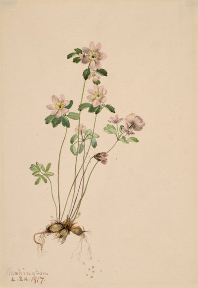 Anemonella Syndesmon thalictroides, 1917. tekijältä Mary Vaux Walcott