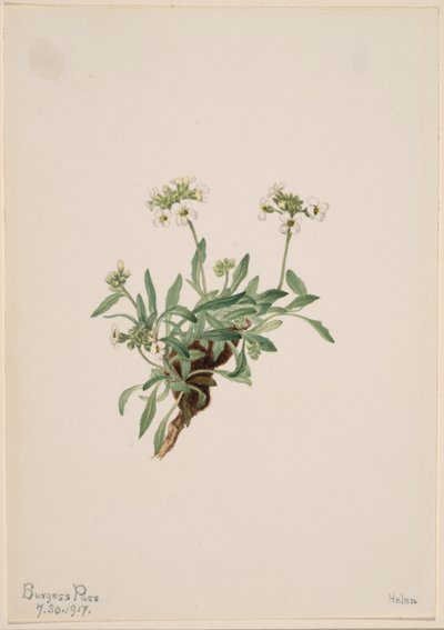 Arabis drummondii tekijältä Mary Vaux Walcott