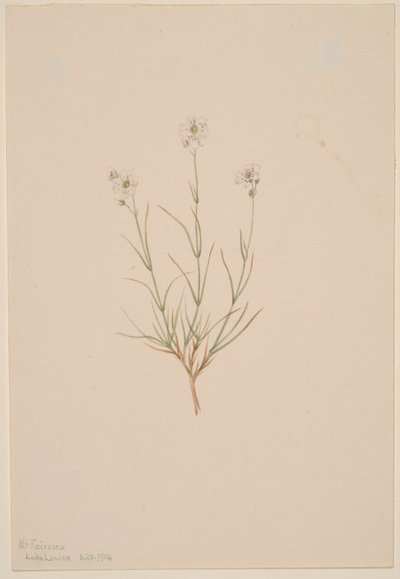 Arenaria formosa tekijältä Mary Vaux Walcott
