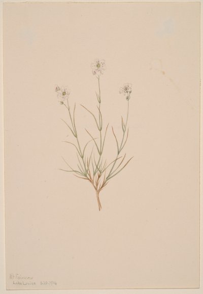 Formosan hiekkakivi, 1904. tekijältä Mary Vaux Walcott