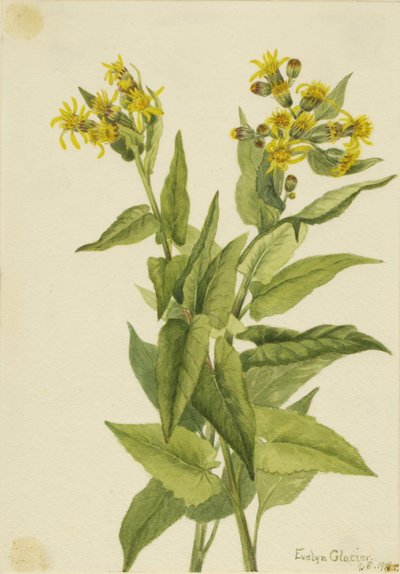 Nuolilehtipihlaja (Senecia triangularis) tekijältä Mary Vaux Walcott