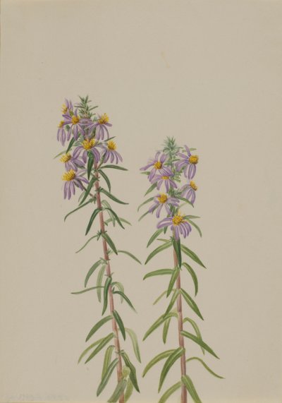 Aster Aster hirariifolius, 1923. tekijältä Mary Vaux Walcott