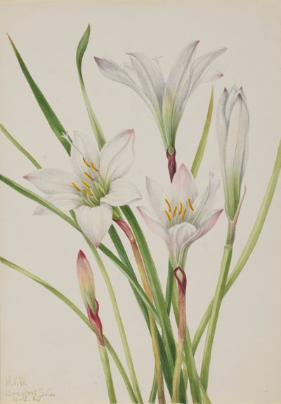Atamasco-Lily Atamasco atamasco, 1925. tekijältä Mary Vaux Walcott