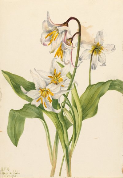 Avalanche Lily (Erythronium montanum) tekijältä Mary Vaux Walcott