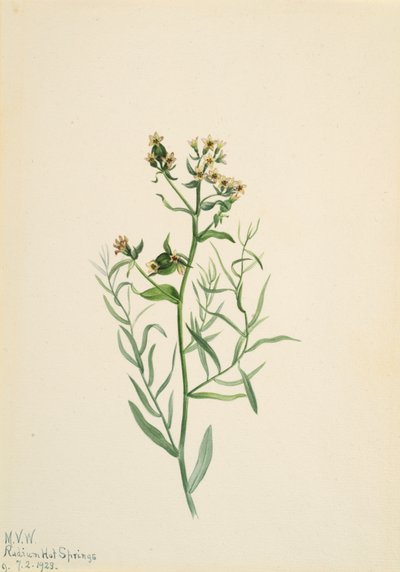 Bastard Toadflax Comandra pallida, 1923. tekijältä Mary Vaux Walcott