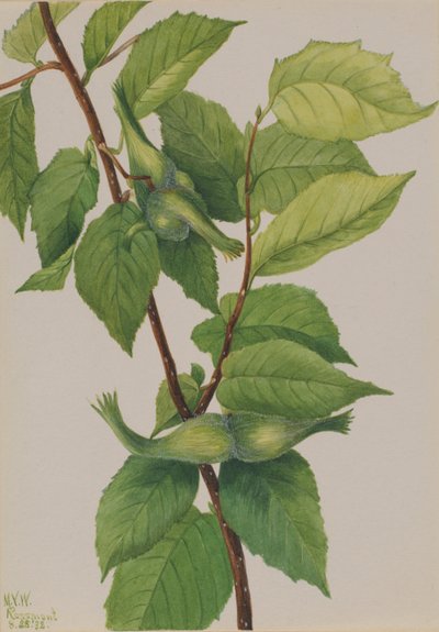 Nokkahasselpähkinä (Corylus rostrata) tekijältä Mary Vaux Walcott