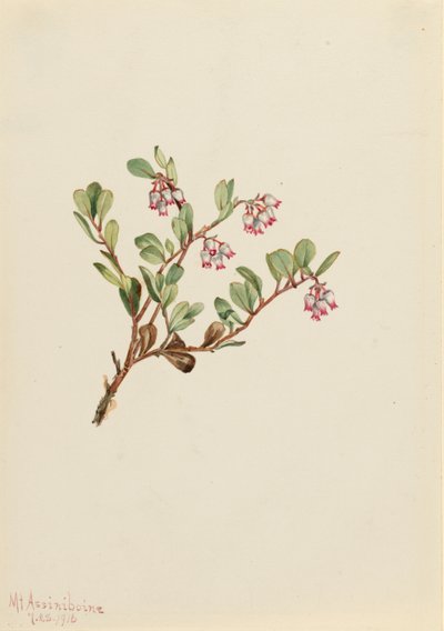 Karhunvatukka (Arctostaphylos uva-ursi) tekijältä Mary Vaux Walcott
