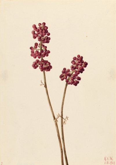 Kauneusmarja (Callicarpa americana) tekijältä Mary Vaux Walcott