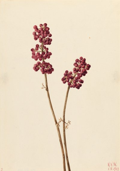 Beauty Berry Callicarpa americana, 1923. tekijältä Mary Vaux Walcott