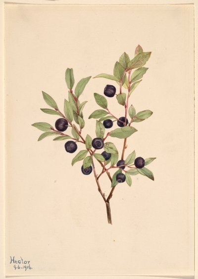 Iso pensasmustikka (Vaccinium membranaceum) tekijältä Mary Vaux Walcott