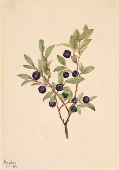 Big Whortleberry Vaccinium membranaceum, 1916. tekijältä Mary Vaux Walcott