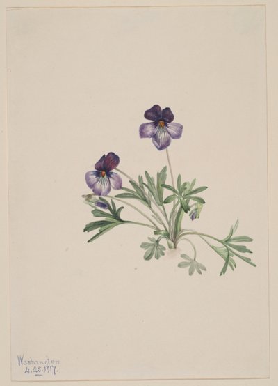 Lintujalkavioletti (Viola pedata) tekijältä Mary Vaux Walcott