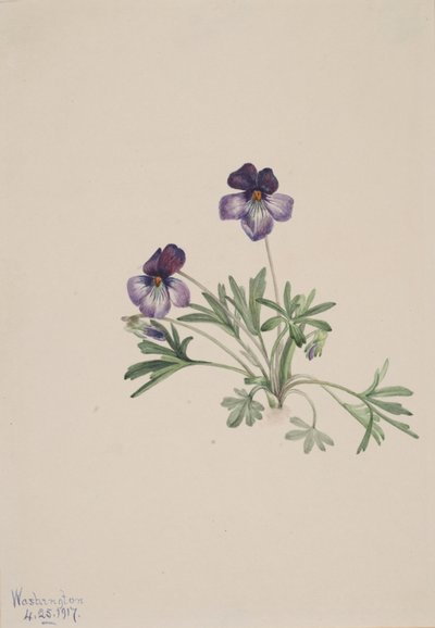 Birdsfoot Violet Viola pedata, 1917. tekijältä Mary Vaux Walcott