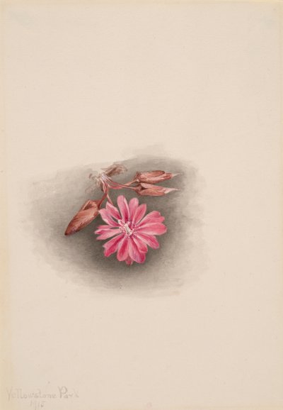 Bitterroot Lewisia redivivia, 1915. tekijältä Mary Vaux Walcott