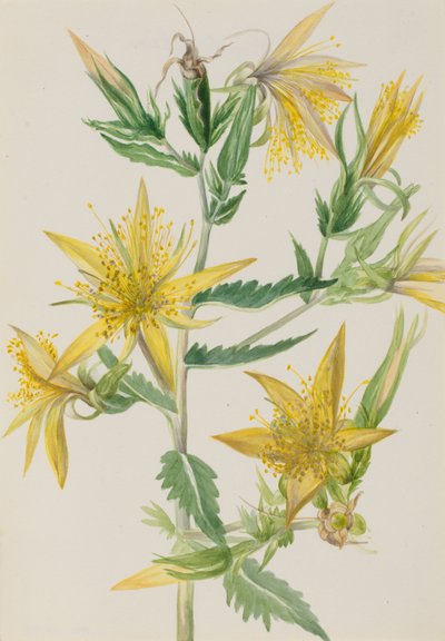 Blazing Star Mentzelia laevicaulis, n. 1930-luku. tekijältä Mary Vaux Walcott