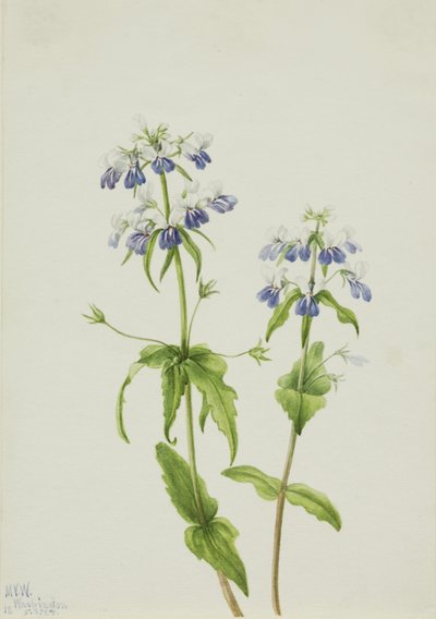 Sinisilmäinen Maria (Collinsia verna) tekijältä Mary Vaux Walcott