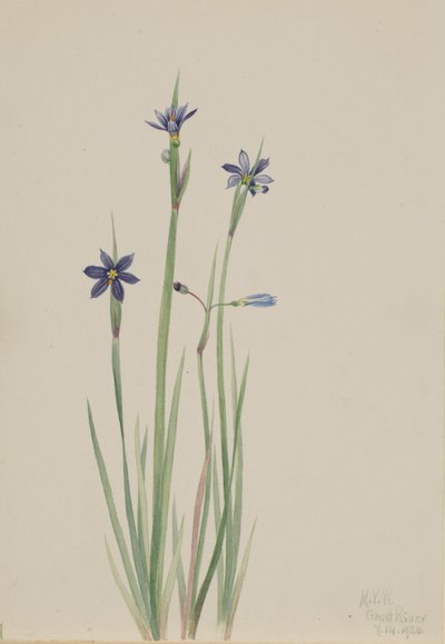 Sinisilmä-ruoho (Sisyrinchium angustifolium) tekijältä Mary Vaux Walcott