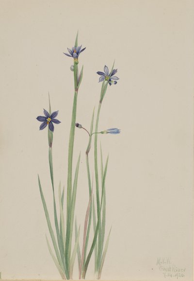 Sinisilmäinen ruoho Sisyrinchium angustifolium, 1920. tekijältä Mary Vaux Walcott