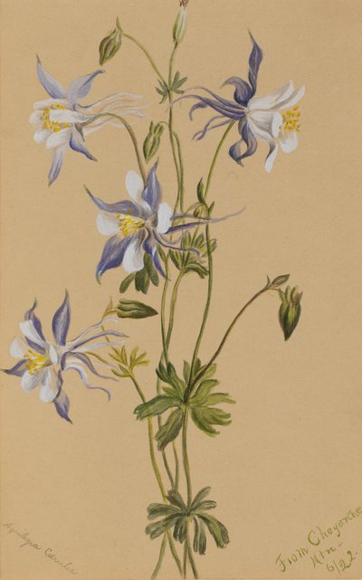 Sininen akileija (Aquilegia caerulea) tekijältä Mary Vaux Walcott