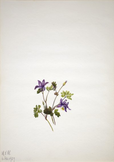 Sininen akileija (Aquilegia saximontana) tekijältä Mary Vaux Walcott