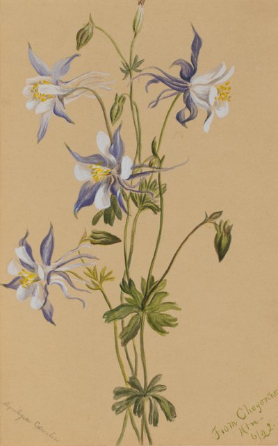 Blue Columbine Aquilegia caerulea, 1922. tekijältä Mary Vaux Walcott