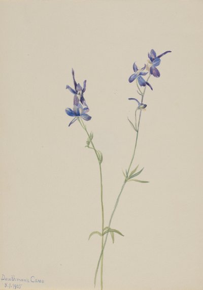 Sininen Larkspur (Delphinium nuttallianum) tekijältä Mary Vaux Walcott