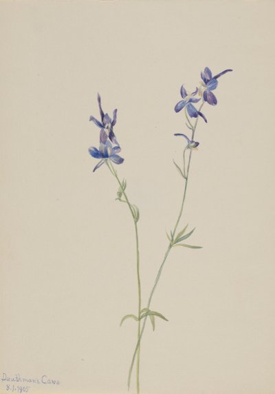 Blue Larkspur Delphinium nuttallianum, 1905. tekijältä Mary Vaux Walcott