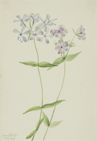 Siniflox (Phlox divaricata) tekijältä Mary Vaux Walcott
