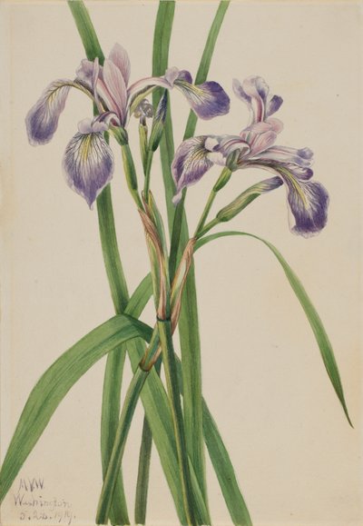 Blueflag Iris Iris versicolor, 1919. tekijältä Mary Vaux Walcott