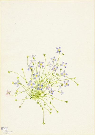 Siniset (Houstonia serpyllifolia) tekijältä Mary Vaux Walcott