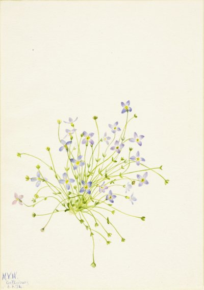 Bluets Houstonia serpyllifolia, 1934. tekijältä Mary Vaux Walcott