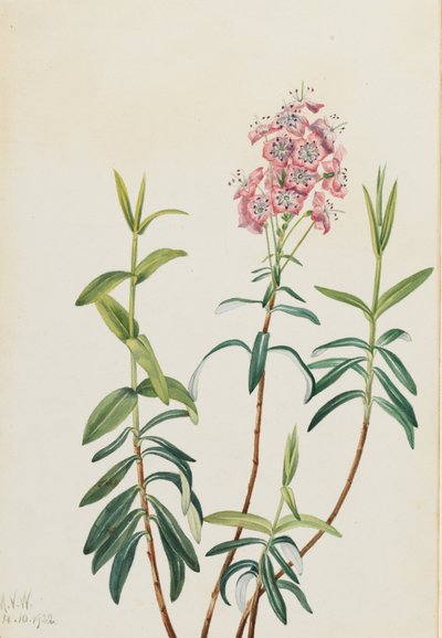 Suo Kalmia Kalmia polifolia, 1922. tekijältä Mary Vaux Walcott