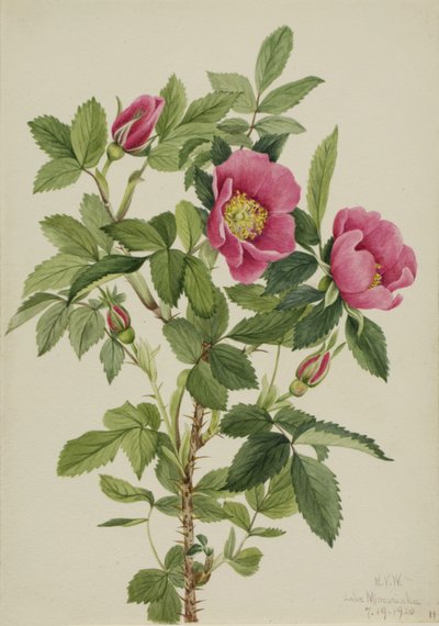 Bourgeau Rose Rosa bourgeauiana, 1920. tekijältä Mary Vaux Walcott