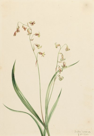Länsi-Stenanthiumin pronssikellot, 1906. tekijältä Mary Vaux Walcott