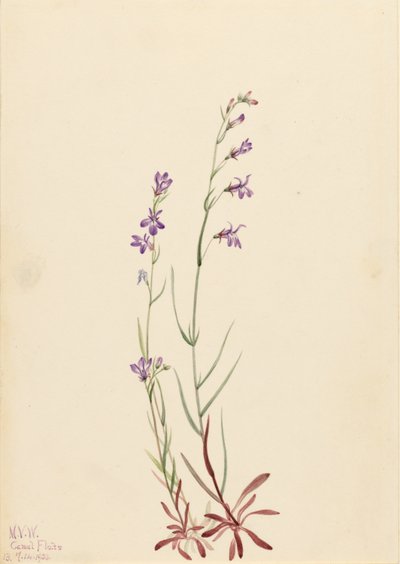 Purolobelia (Lobelia kalmii) tekijältä Mary Vaux Walcott