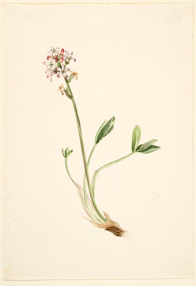 Buckbean (Menyanthes trifoliata) tekijältä Mary Vaux Walcott