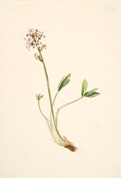 Buckbean Menyanthes trifoliata, n. 1900-1920. tekijältä Mary Vaux Walcott