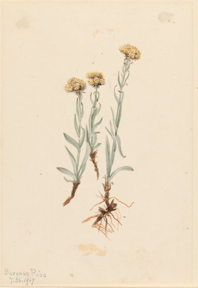 Buff Pussytoes (Antennaria luzuloides) tekijältä Mary Vaux Walcott