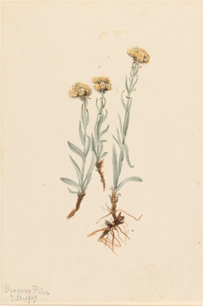 Buff Pussytoes Antennaria luzuloides, 1917. tekijältä Mary Vaux Walcott