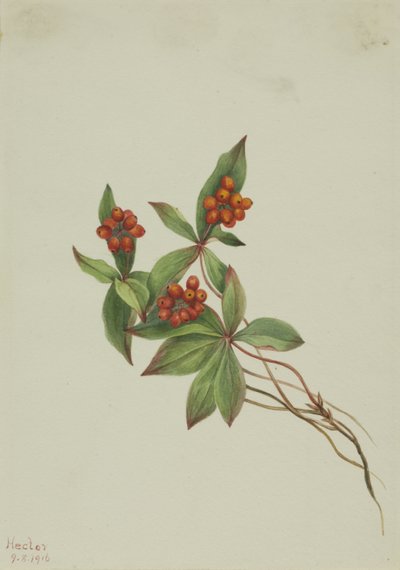 Kanadan Bunchberry Horn, 1916. tekijältä Mary Vaux Walcott