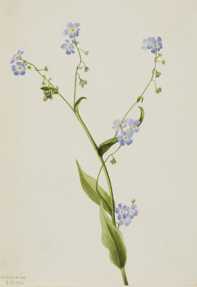 Bur-unohda minua Lappula diffusa, 1903. tekijältä Mary Vaux Walcott