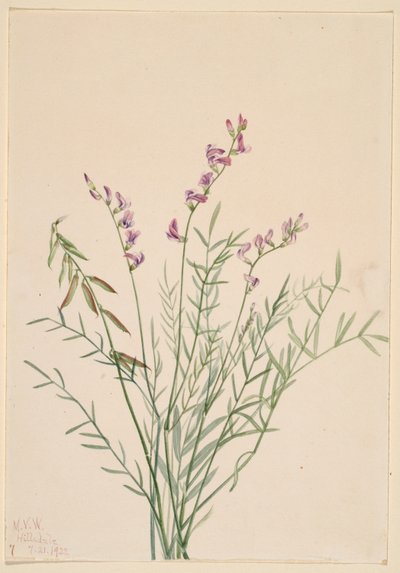 Burgessin maitohorsma (Astragalus bourgovii) tekijältä Mary Vaux Walcott