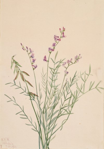 Burgess Milkvetch Astragalus bourgovii, 1922. tekijältä Mary Vaux Walcott